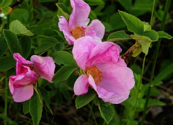 Шипень цветёт (карасю ход)))