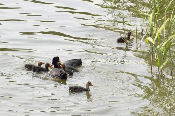 Семейство лысух