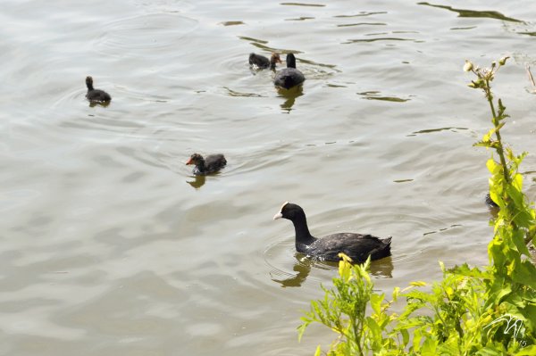 Семейство лысух