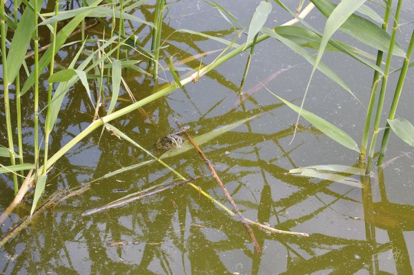 Озерная лягушка (Rana ridibunda)