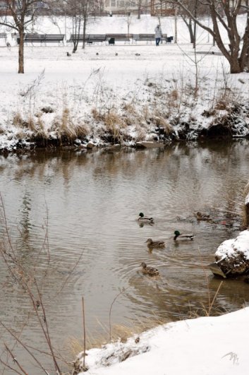 Птицы Борисовских прудов. Кряквы - №6