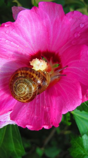 Виноградная улитка