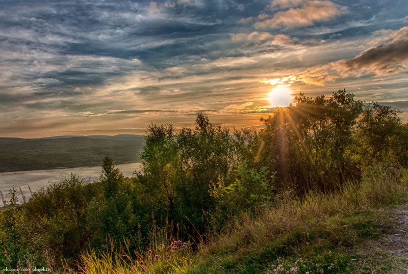 Скудная северная флора