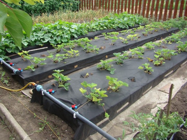 Капельная эмиттерная лента полива растений КЛ длина 100 метров шаг 30 см для дачи и огорода