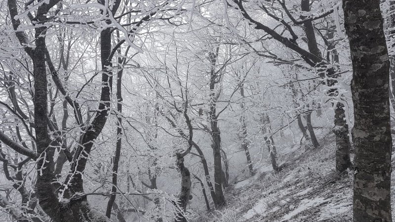 Найди сову))) Найди сову)))