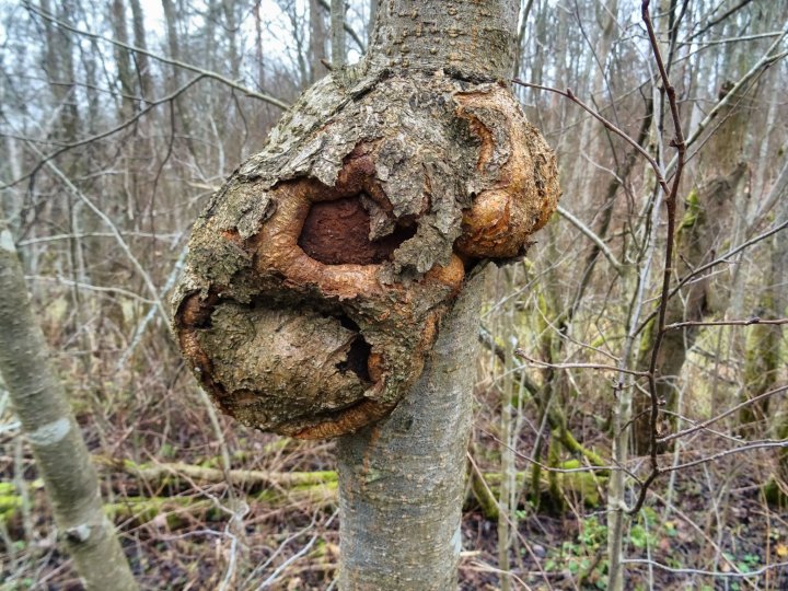 Вдоль болота