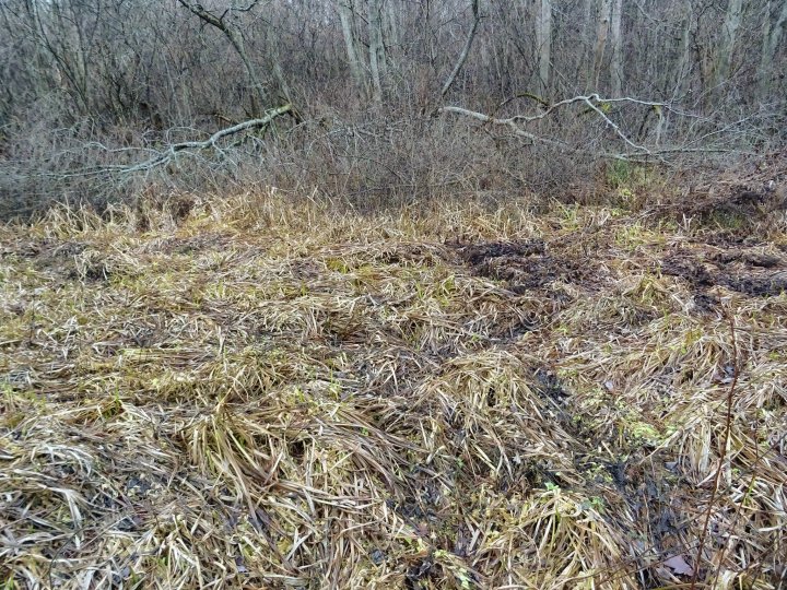 Тянутся руки