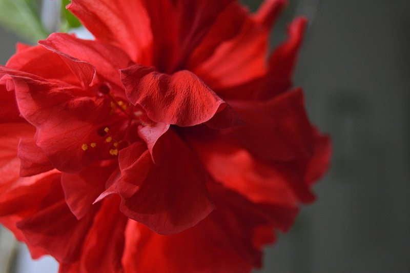 Китайская роза