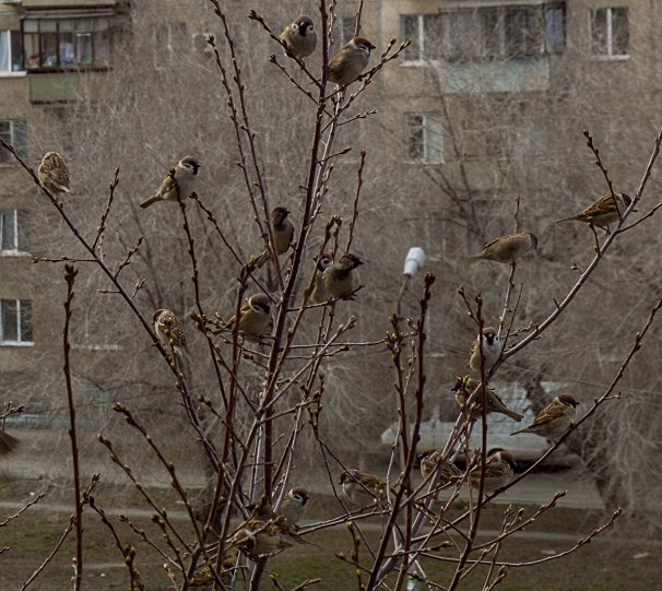 сплетники_3