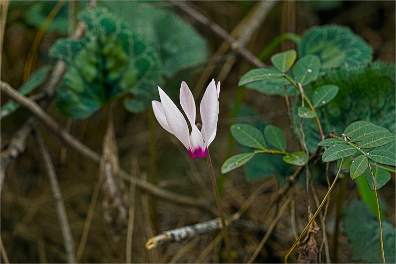 Израиль  Цветение Цикламен. 19,01,2025г