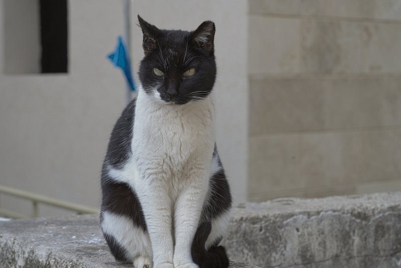 Из жизни кошек Израиль 2025г Из жизни кошек Израиль 2025г