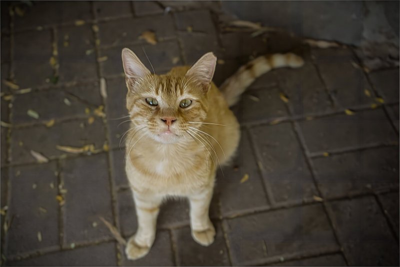 Из жизни кошек Израиль Из жизни кошек Израиль