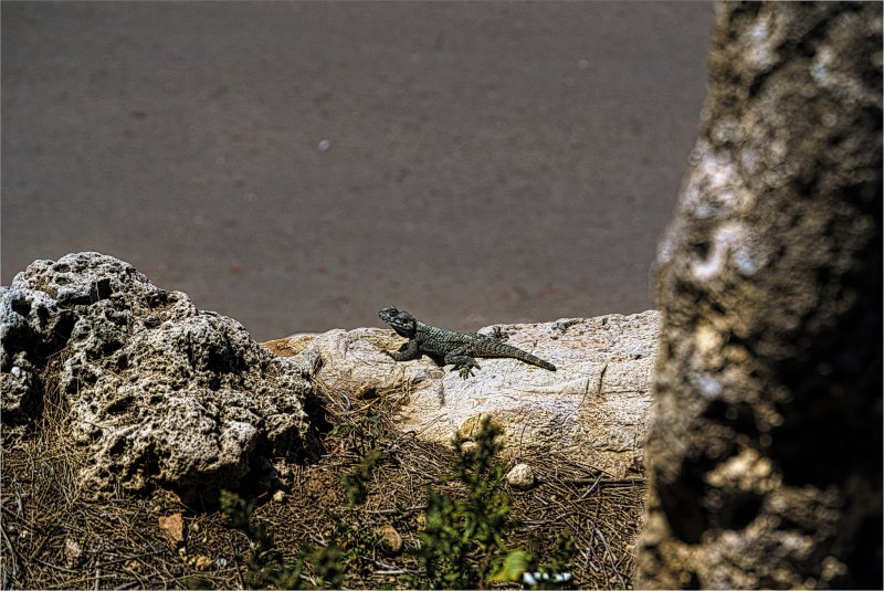 Грубохвостая каменная агама, она же звездчатая агама (Stellagama stellio), на каменном склоне