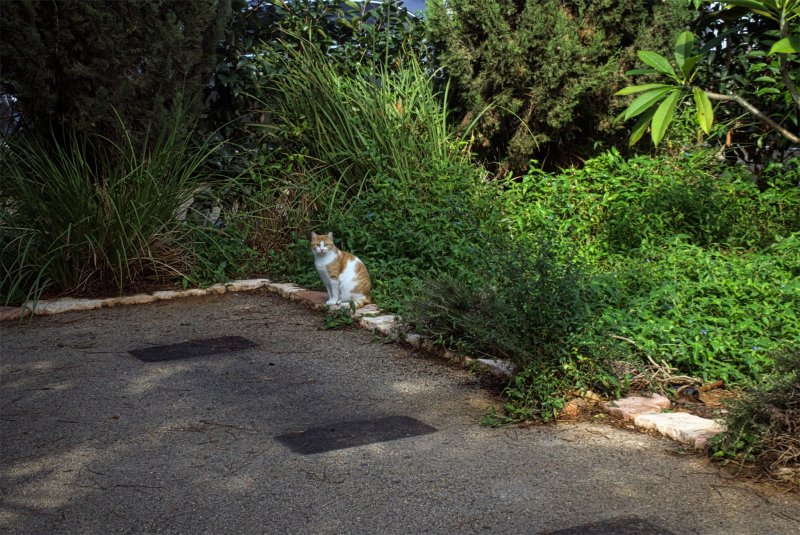 Из жизне кошек Израильудалитьредактировать Из жизне кошек Израильудалитьредактировать