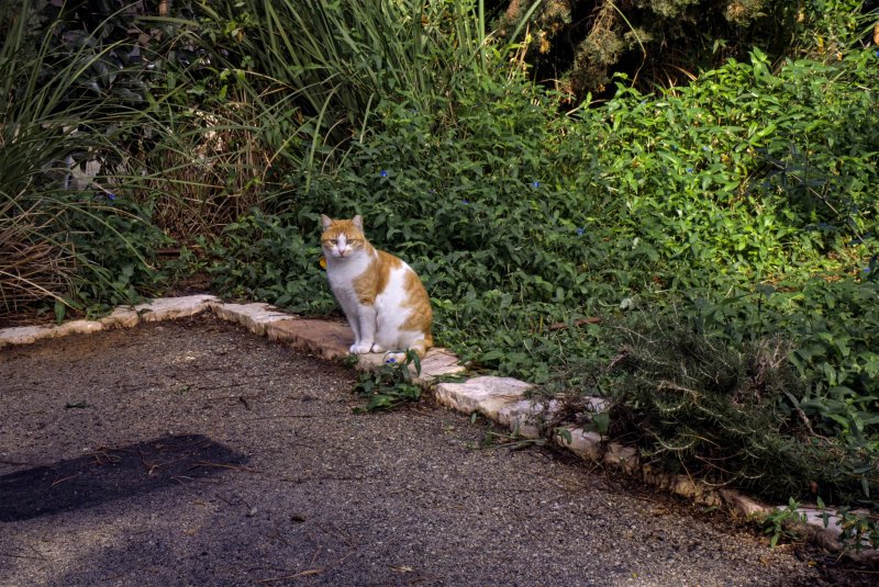 Рыжик Рыжик