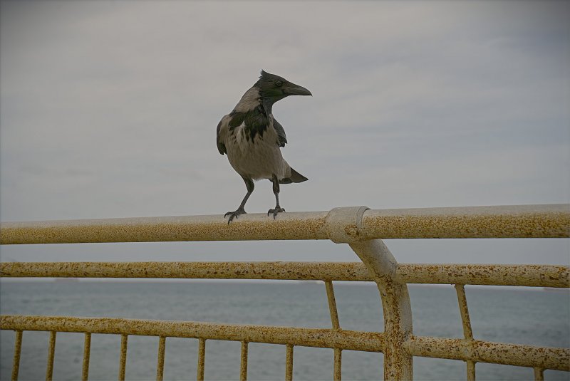 Угощай и я станцую