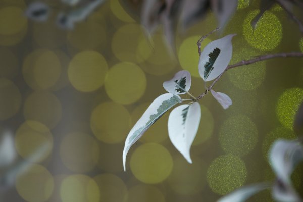 Чернавина Мария