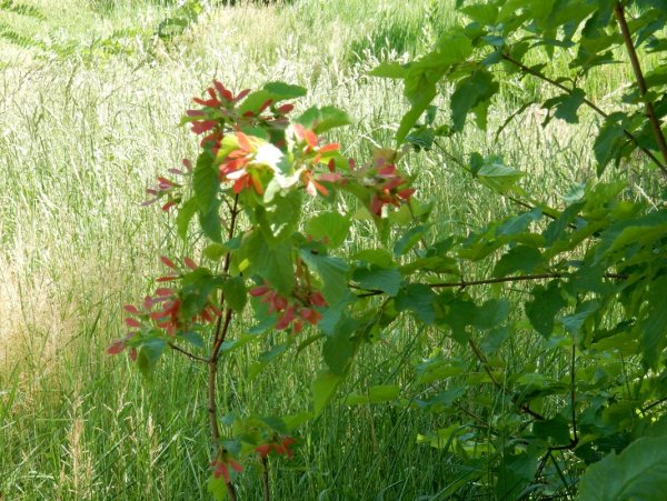 Ветка дерева Ветка дерева