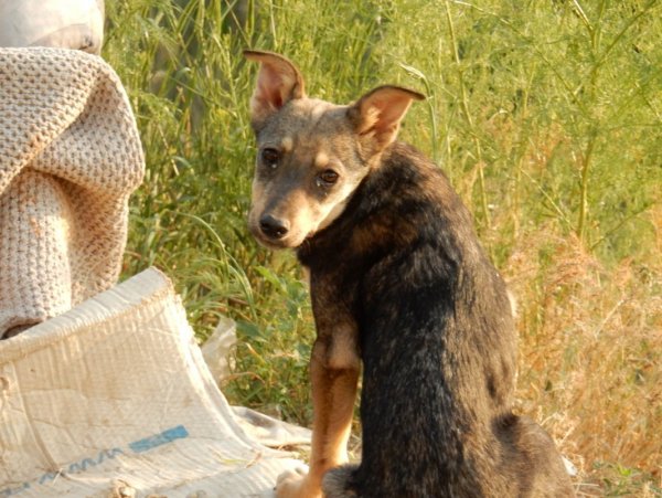 Грустная собака Грустная собака