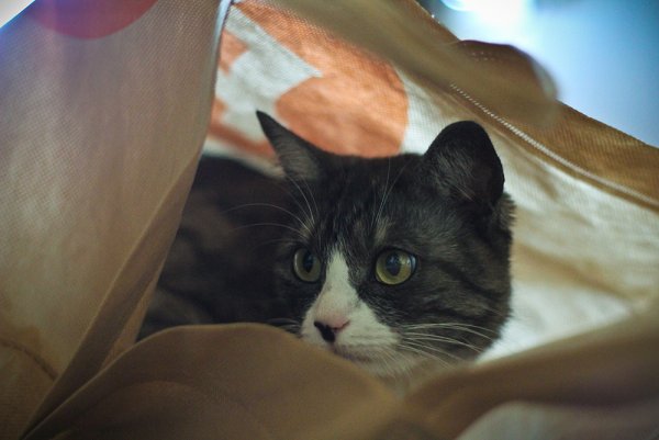 Приключение Джеки - №12 Приключение Джеки - №12