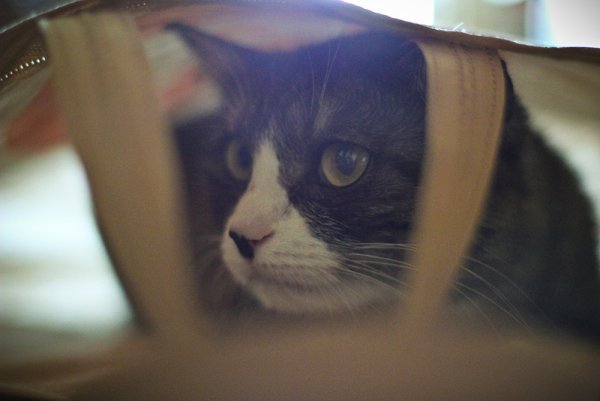 Приключение Джеки - №15 Приключение Джеки - №15